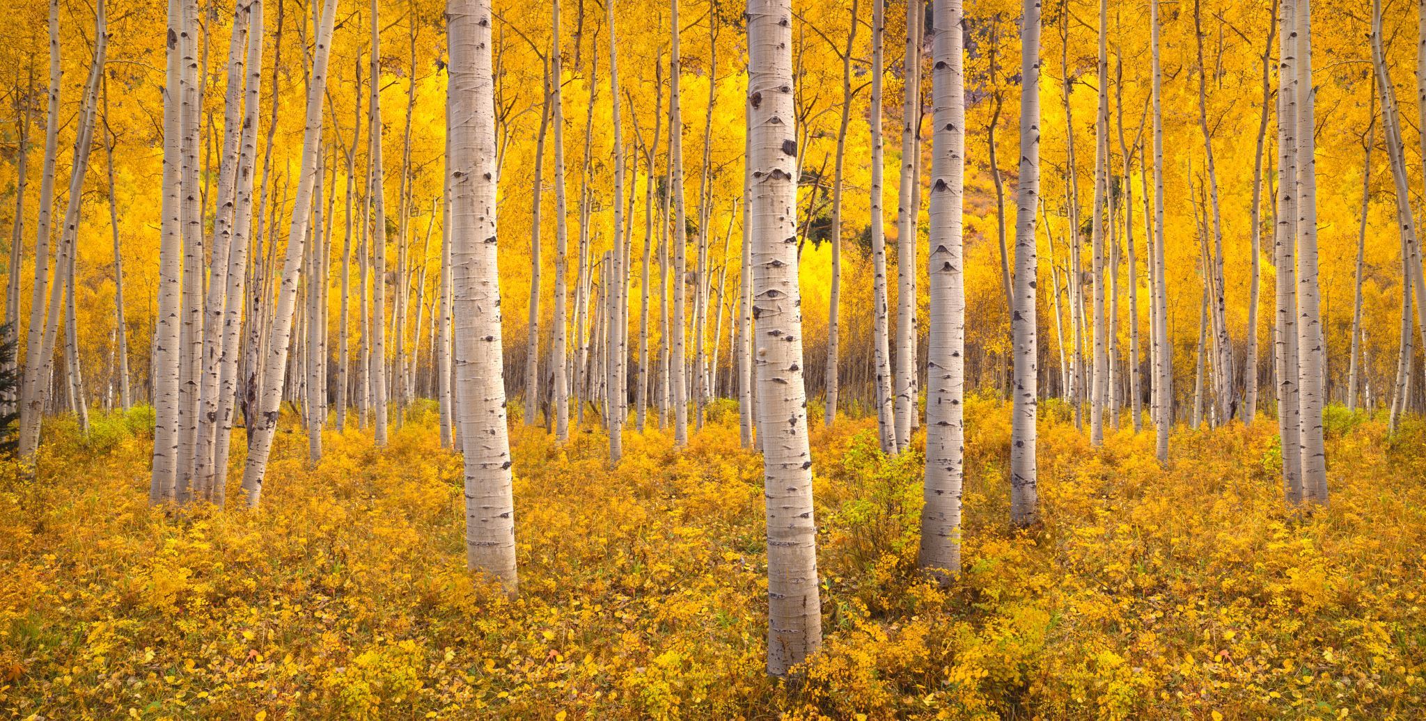 Autumn-aspen-tree-forest